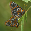 Baltimore Checkerspot
