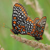 Baltimore Checkerspot