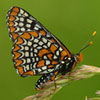 Baltimore Checkerspot