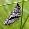 Baltimore Checkerspot