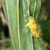 Baltimore Checkerspot