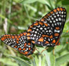 Baltimore Checkerspot