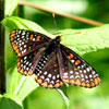 Baltimore Checkerspot