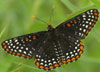Baltimore Checkerspot