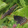 Baltimore Checkerspot