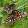 Baltimore Checkerspot