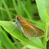 Two-spotted Skipper