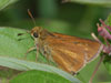 Dion Skipper