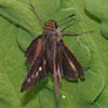 Dion Skipper
