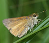 Dion Skipper