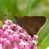 Dun Skipper