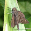 Dun Skipper