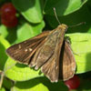 Dun Skipper