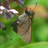 Dun Skipper