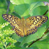 Variegated Fritillary