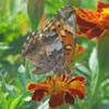 Variegated Fritillary