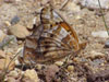 Variegated Fritillary