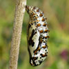 Variegated Fritillary