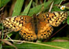 Variegated Fritillary