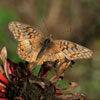 Variegated Fritillary