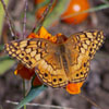Variegated Fritillary