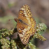 Variegated Fritillary