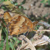 Variegated Fritillary