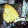 Little Yellow