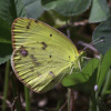 Little Yellow