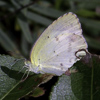 Little Yellow