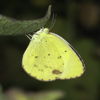 Little Yellow
