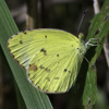 Little Yellow