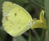 Little Yellow