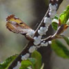 Harvester