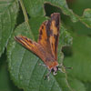 Harvester