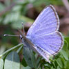 Silvery Blue