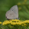 Silvery Blue