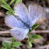 Silvery Blue