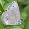 Silvery Blue