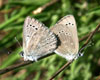 Silvery Blue