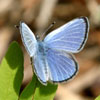 Silvery Blue