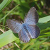 Silvery Blue