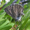 Silvery Blue