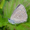 Silvery Blue