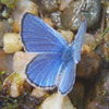 Silvery Blue