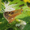 Leonard's Skipper