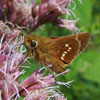 Leonard's Skipper