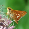 Leonard's Skipper