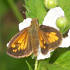 Indian Skipper