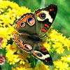 Common Buckeye